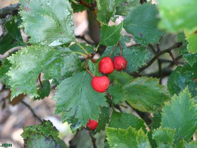Crataegus pruinosa (Wendl.) K. Koch (frosted hawthorn), fruit and leaves