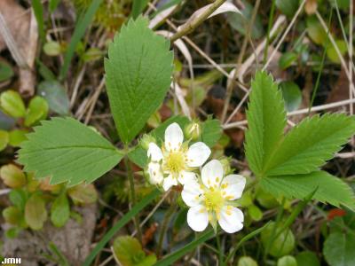 Fragaria virginiana Mill. (wild strawberry), flowers, leaves