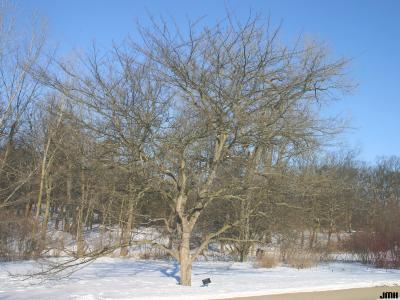 Crataegus viridis ‘Winter King’ (Winter King green hawthorn), growth habit, structure in winter
