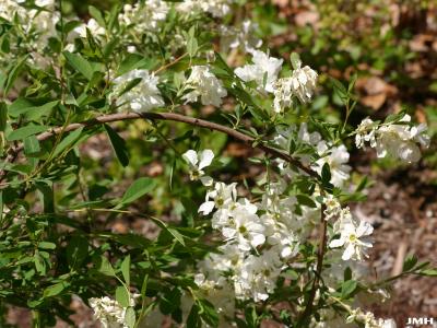 Exochorda racemosa ‘The Bride’ (The Bride Chinese pearl bush), branch with flowers