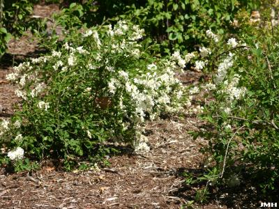 Exochorda racemosa ‘The Bride’ (The Bride Chinese pearl bush), growth habit, shrub form
