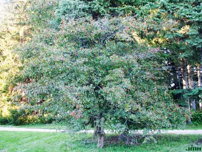 Crataegus phaenopyrum (L. f.) Medicus (Washington hawthorn), growth habit, tree form