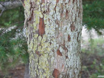 Crataegus phaenopyrum (L. f.) Medicus (Washington hawthorn), bark