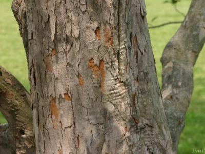 Crataegus viridis ‘Winter King’ (Winter King green hawthorn), bark