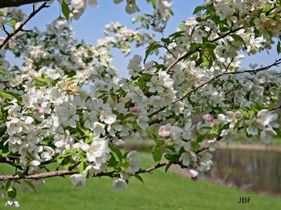 Malus ‘Joy Morton’ (crabapple – MORNING SUN™), branches with flowers
