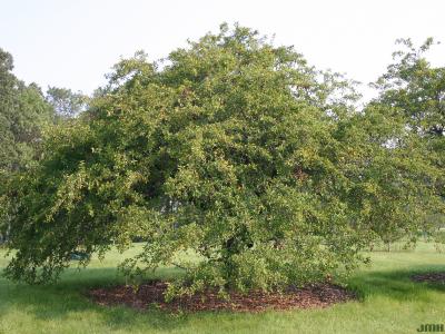 Malus coronaria (L.) Mill. (wild sweet crabapple), growth habit, tree form