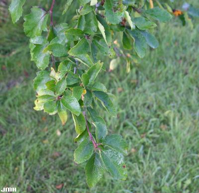 Malus coronaria (L.) Mill. (wild sweet crabapple), leaves