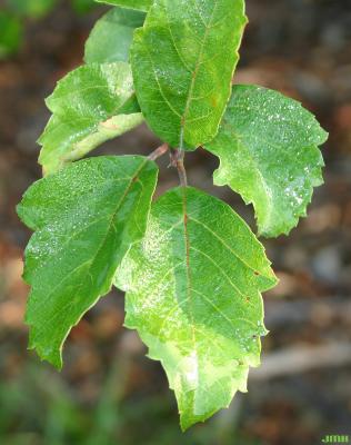 Malus coronaria (L.) Mill. (wild sweet crabapple), leaves