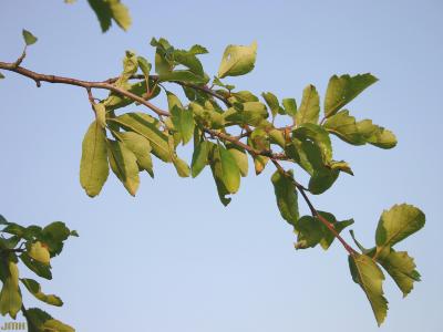 Malus coronaria (L.) Mill. (wild sweet crabapple), branch