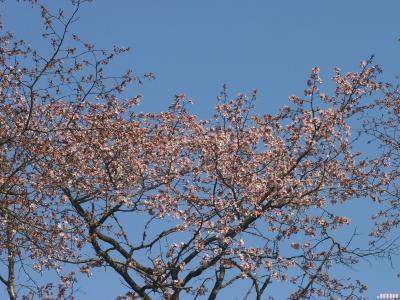 Prunus sargentii Rehd. (Sargent’s cherry), top branch with flowers