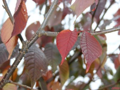 Prunus sargentii Rehd. (Sargent’s cherry), leaves, fall color