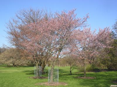 Prunus sargentii Rehd. (Sargent’s cherry), growth habit, tree form