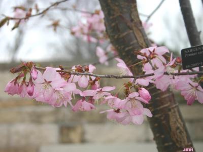Prunus sargentii Rehd. (Sargent’s cherry), flowers