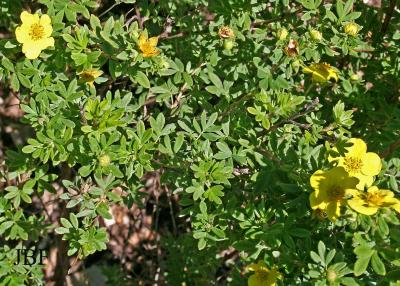 Potentilla fruticosa ‘Yellowbird’ (Yellowbird shrubby cinquefoil), leaves