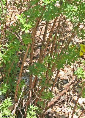 Potentilla fruticosa ‘Yellowbird’ (Yellowbird shrubby cinquefoil), branches