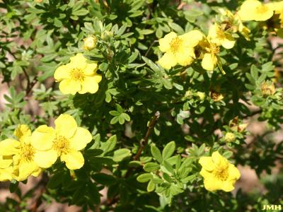 Potentilla fruticosa ‘Yellowbird’ (Yellowbird shrubby cinquefoil), flowers