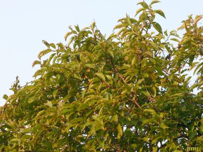 Prunus americana Marsh. (wild plum), top branches