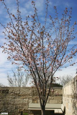 Prunus sargentii Rehd. (Sargent’s cherry), growth habit, tree form