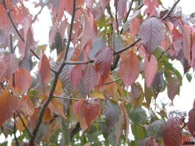 Prunus sargentii Rehd. (Sargent’s cherry), leaves