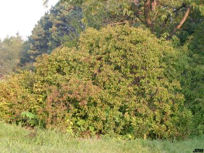 Prunus americana Marsh. (wild plum), growth habit, shrub form