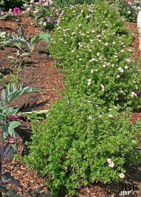 Potentilla fruticosa ‘Pink Beauty’ (Pink Beauty shrubby cinquefoil), growth habit