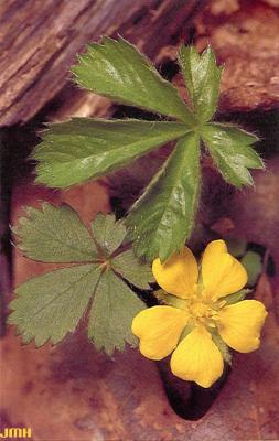 Potentilla simplex Michx. (common cinquefoil), flower and leaves