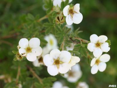 Potentilla fruticosa ‘McKay’s White’ (Mckay’s White shrubby cinquefoil), flowers