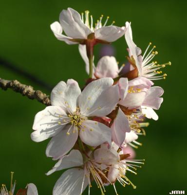 Prunus sargentii Rehd. (Sargent’s cherry), close-up of flower