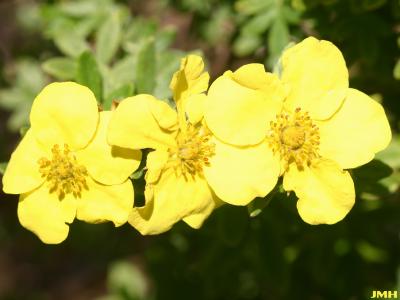 Potentilla fruticosa ‘Yellowbird’ (Yellowbird shrubby cinquefoil), close-up of flowers