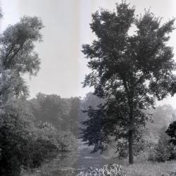 Tall elm on right bank of Lake Marmo