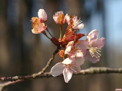 Prunus sargentii Rehd. (Sargent’s cherry), close-up of flowers