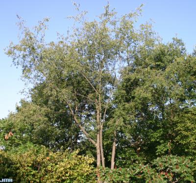 Prunus serotina Ehrh. (black cherry), growth habit, tree form
