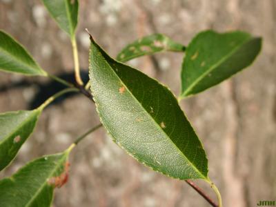 Prunus serotina Ehrh. (black cherry), close-up of leaf