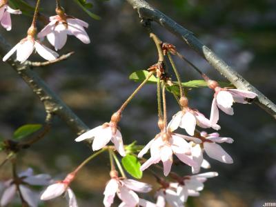 Prunus subhirtella ‘Pendula Rosea’ (Pink-flowered Weeping Higan cherry), flowers