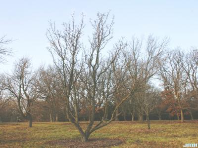 Pyrus calleryana Dcne. (callery pear), growth habit, structure in winter