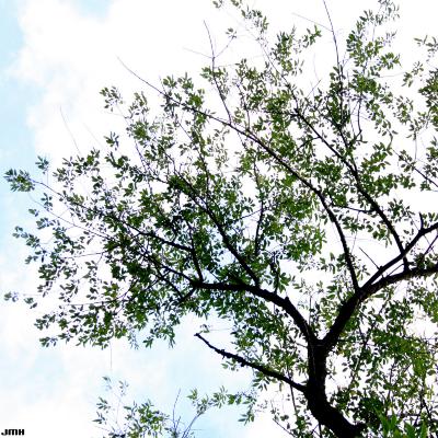 Prunus serotina Ehrh. (black cherry), top branches