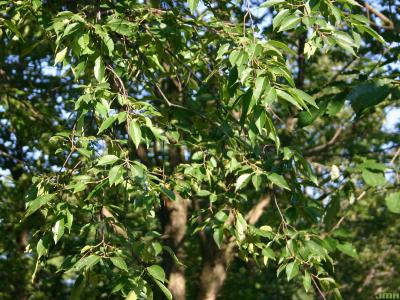 Prunus serotina Ehrh. (black cherry), leaves