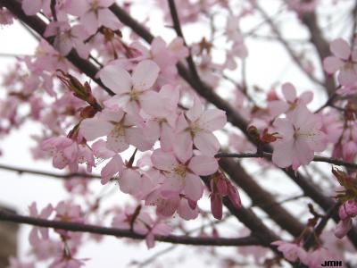 Prunus sargentii Rehd. (Sargent’s cherry), flowers