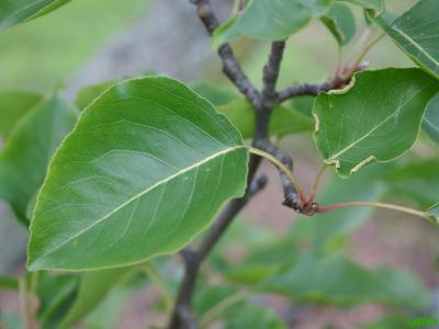 Pyrus calleryana Dcne. (callery pear), leaves