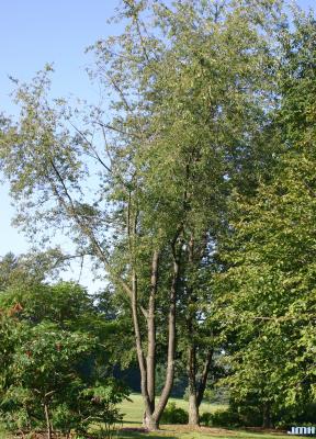 Prunus serotina Ehrh. (black cherry), growth habit, tree form