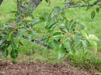 Pyrus calleryana Dcne. (callery pear), branch