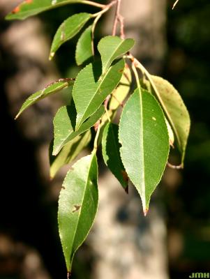 Prunus serotina Ehrh. (black cherry), leaves
