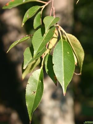 Prunus serotina Ehrh. (black cherry), close-up of leaves