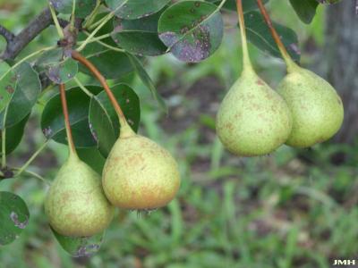 Pyrus communis L. (common pear), fruit