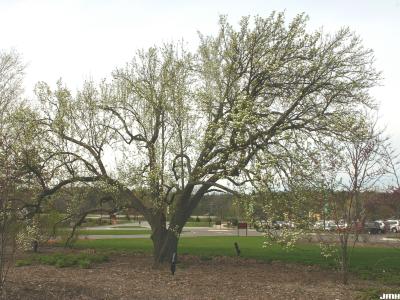 Pyrus ussuriensis var. ovoidea (Rehd.) Rehd. (Ussurian pear), growth habit, tree form