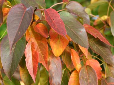 Pyrus ussuriensis var. ovoidea (Rehd.) Rehd. (Ussurian pear), leaves, fall color