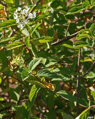 Sorbaria sorbifolia (L.) A. Braun (false-spirea), flower and leaves