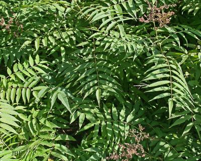 Sorbaria arborea var. glabrata Rehd. (smooth tree sorbaria), leaves