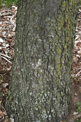 Sorbus torminalis (L.) Crantz (checkertree mountain-ash), bark