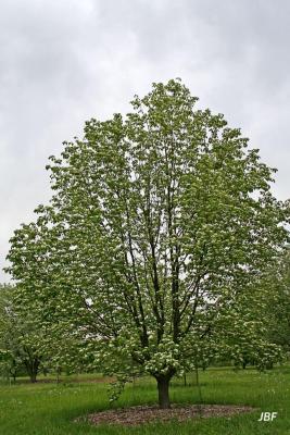 Sorbus torminalis (L.) Crantz (checkertree mountain-ash), growth habit, tree form